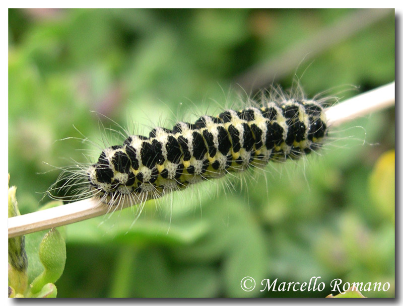 Mai visti cos tanti bruchi di Zygaena filipendulae!